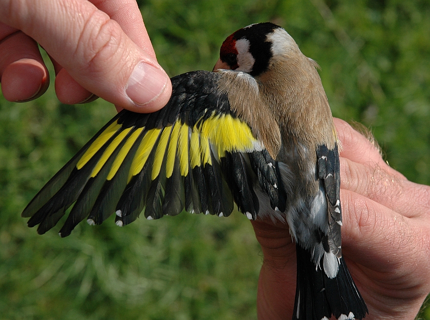 European Goldfinch, Digrans 20060506
